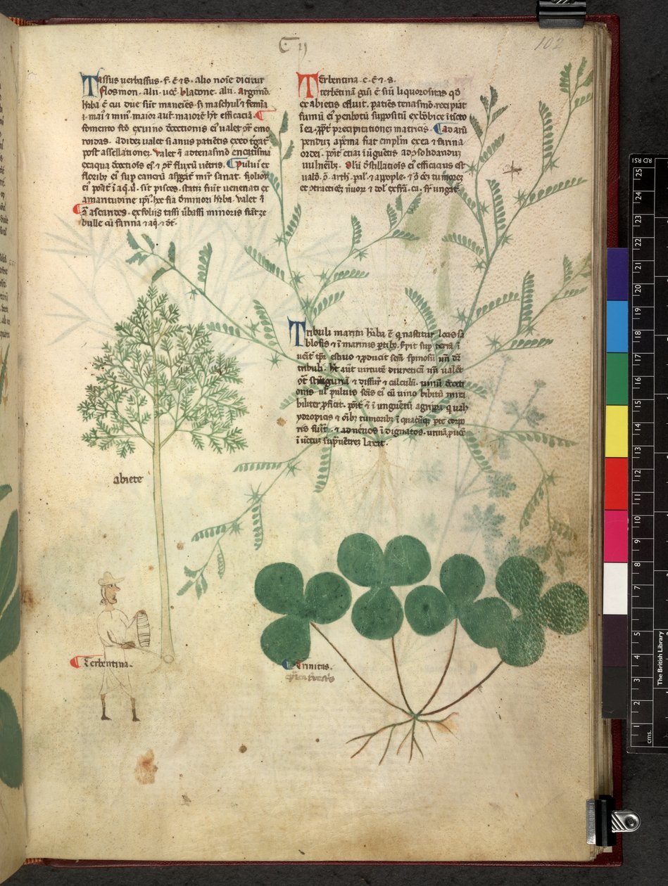 Egerton 747 Tractatus de herbis (Herbal) c.1280-1310 (tinta e cor sobre o velo) de School Italian