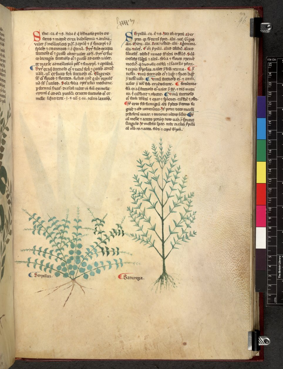 Egerton 747 Tractatus de herbis (Herbal) c.1280-1310 (tinta e cor sobre o velo) de School Italian