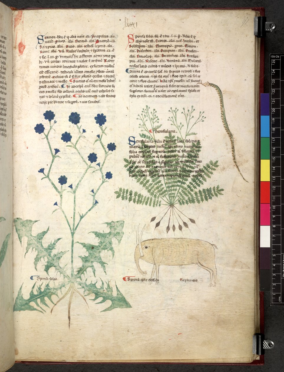 Egerton 747 Tractatus de herbis (Herbal) c.1280-1310 (tinta e cor sobre o velo) de School Italian