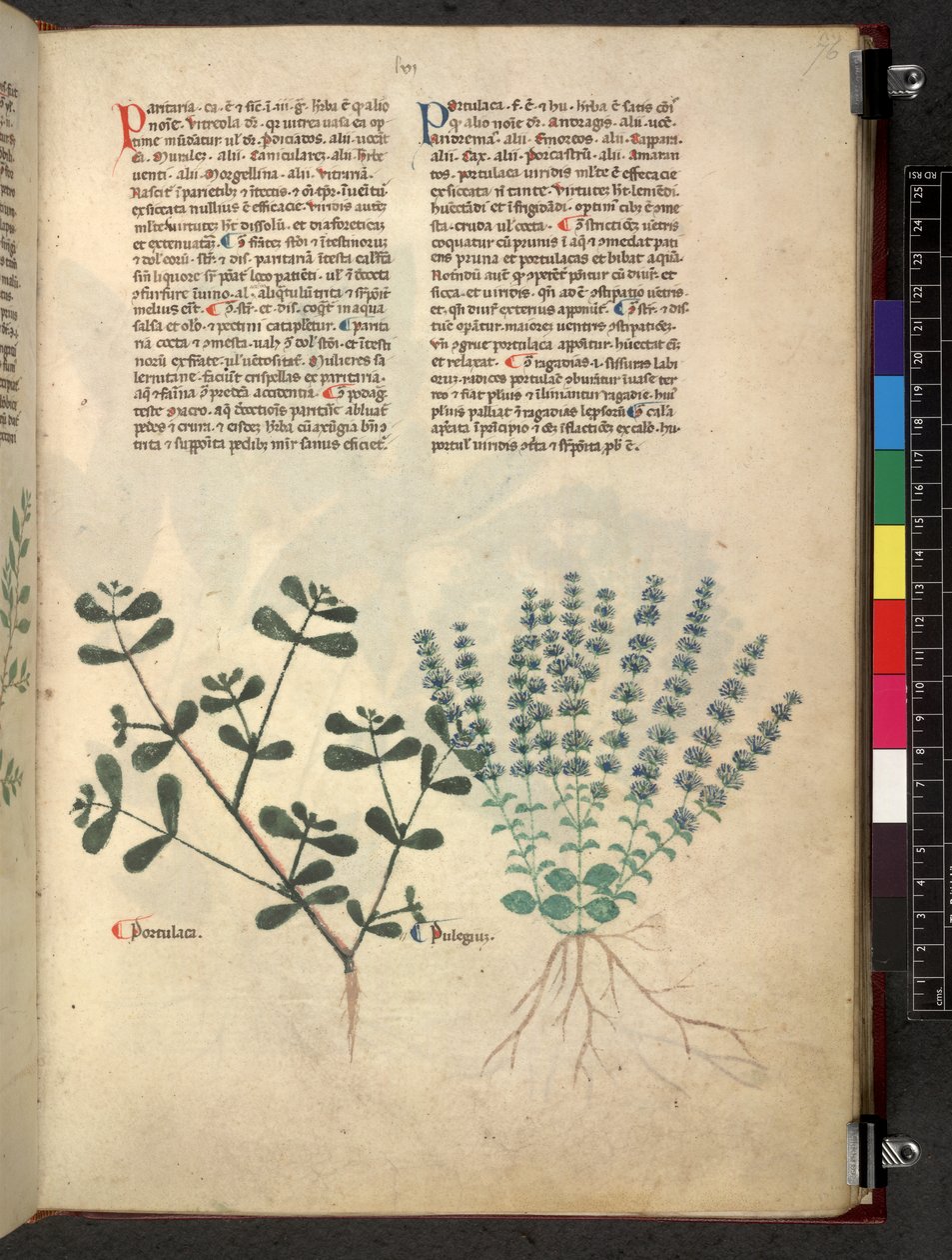 Egerton 747 Tractatus de herbis (Herbal) c.1280-1310 (tinta e cor sobre o velo) de School Italian