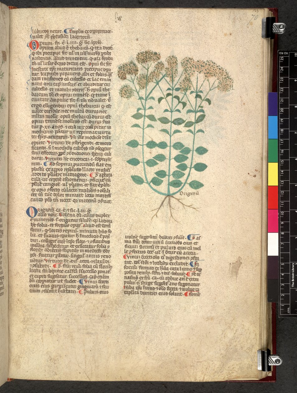 Egerton 747 Tractatus de herbis (Herbal) c.1280-1310 (tinta e cor sobre o velo) de School Italian
