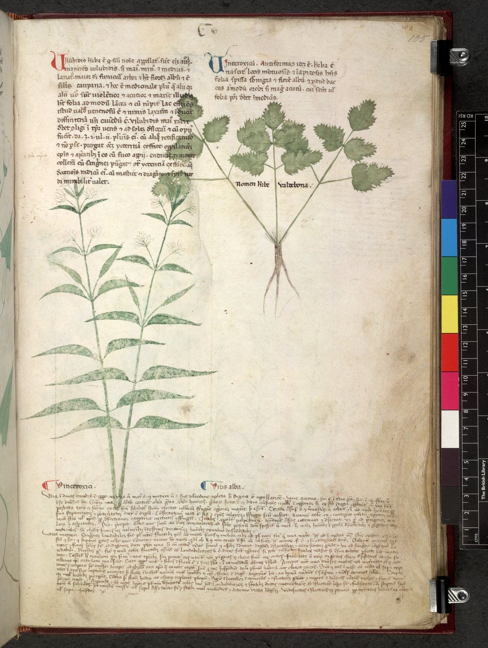Egerton 747 Tractatus de herbis (Herbal) c.1280-1310 (tinta e cor em pergaminho) de School Italian