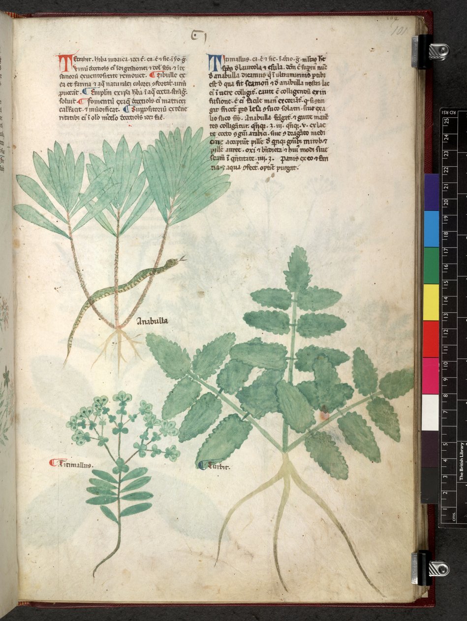 Egerton 747 Tractatus de herbis (Herbal) c.1280-1310 (tinta e cor sobre o velo) de School Italian