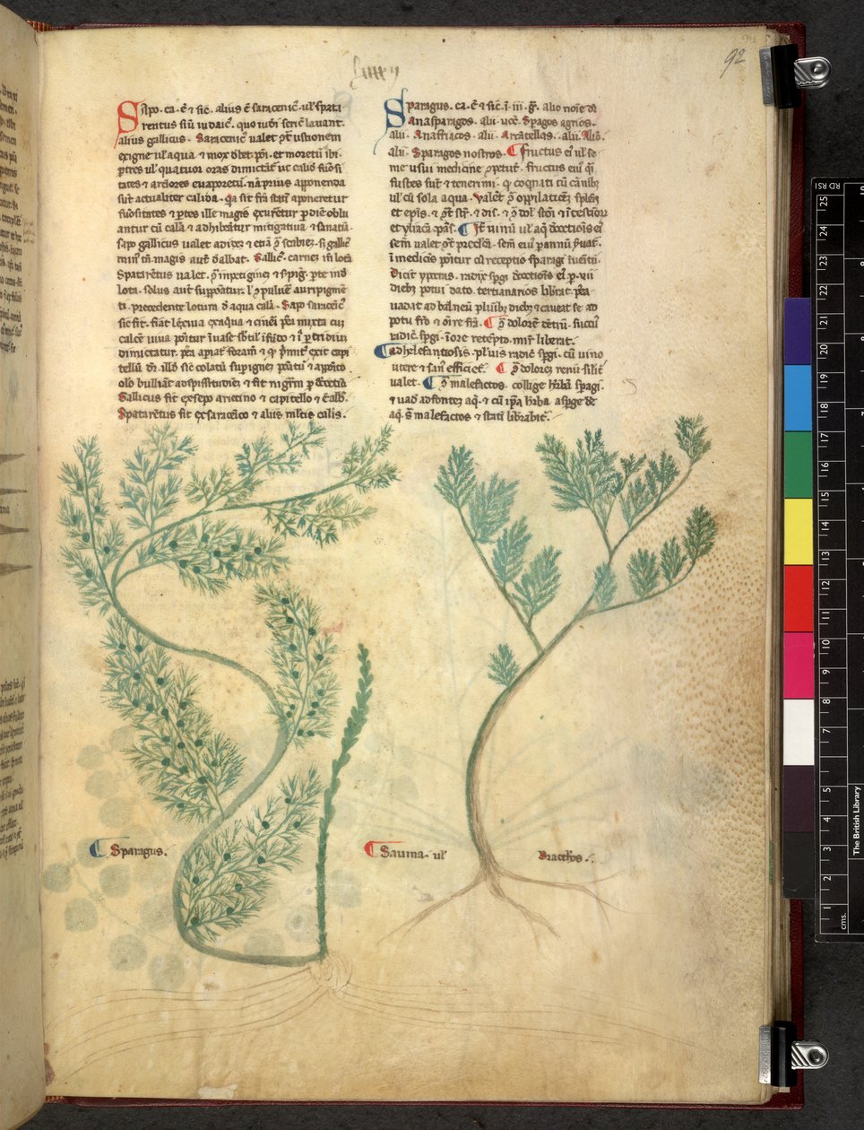 Egerton 747 Tractatus de herbis (Herbal) c.1280-1310 (tinta e cor sobre o velo) de School Italian
