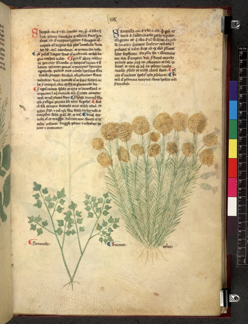 Egerton 747 Tractatus de herbis (Herbal) c.1280-1310 (tinta e cor sobre o velo) de School Italian