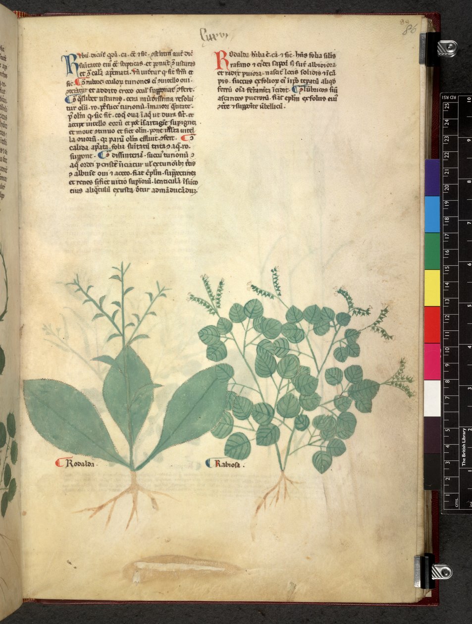 Egerton 747 Tractatus de herbis (Herbal) c.1280-1310 (tinta e cor em pergaminho) de School Italian