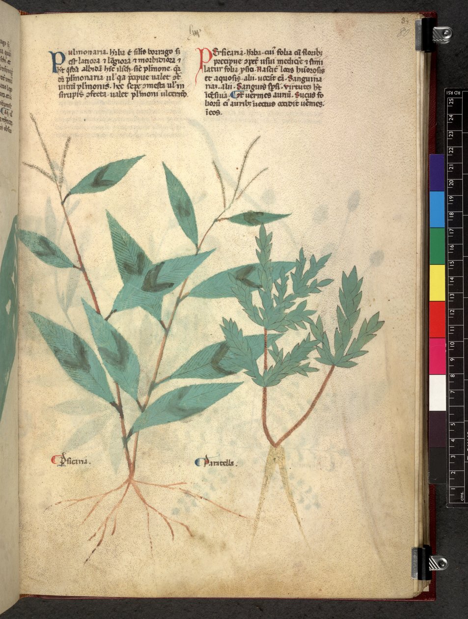 Egerton 747 Tractatus de herbis (Herbal) c.1280-1310 (tinta e cor em pergaminho) de School Italian