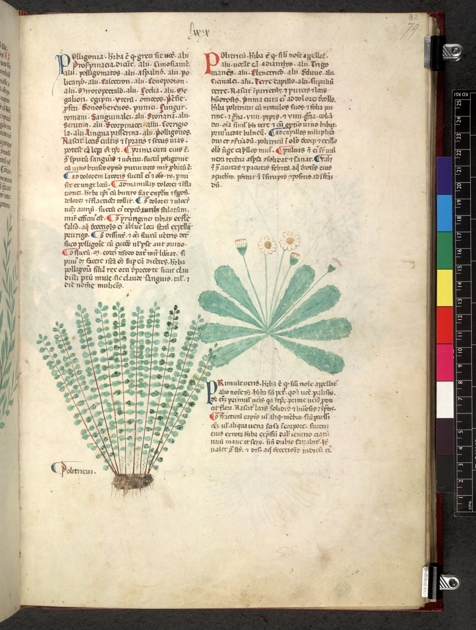Egerton 747 Tractatus de herbis (Herbal) c.1280-1310 (tinta e cor em pergaminho) de School Italian