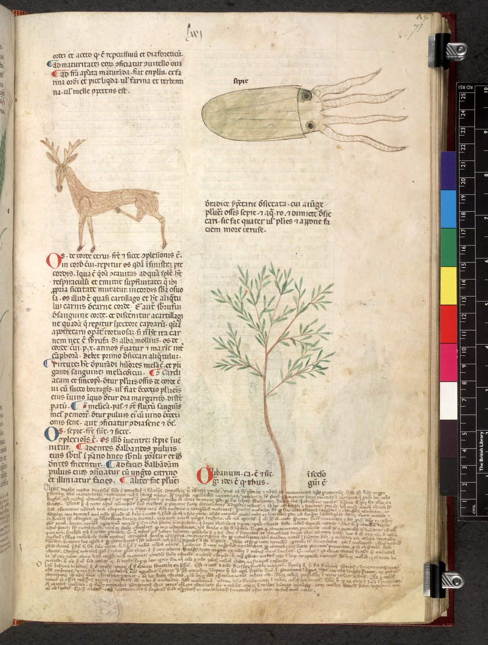 Egerton 747 Tractatus de herbis (Herbal) c.1280-1310 (tinta e cor em pergaminho) de School Italian