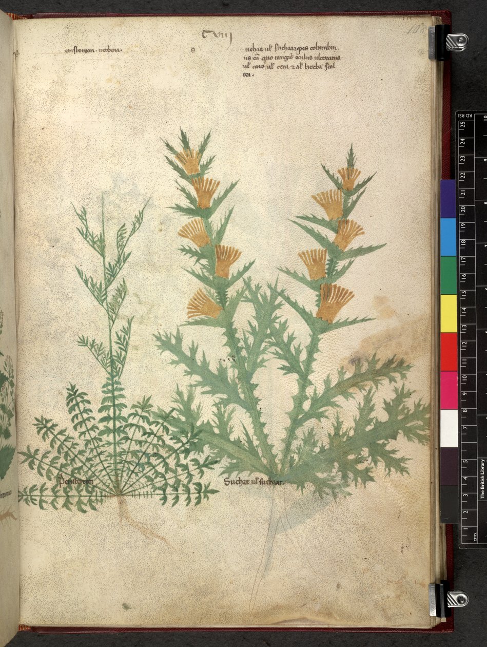 Egerton 747 Tractatus de herbis (Herbal) c.1280-1310 (tinta e cor em pergaminho) de School Italian