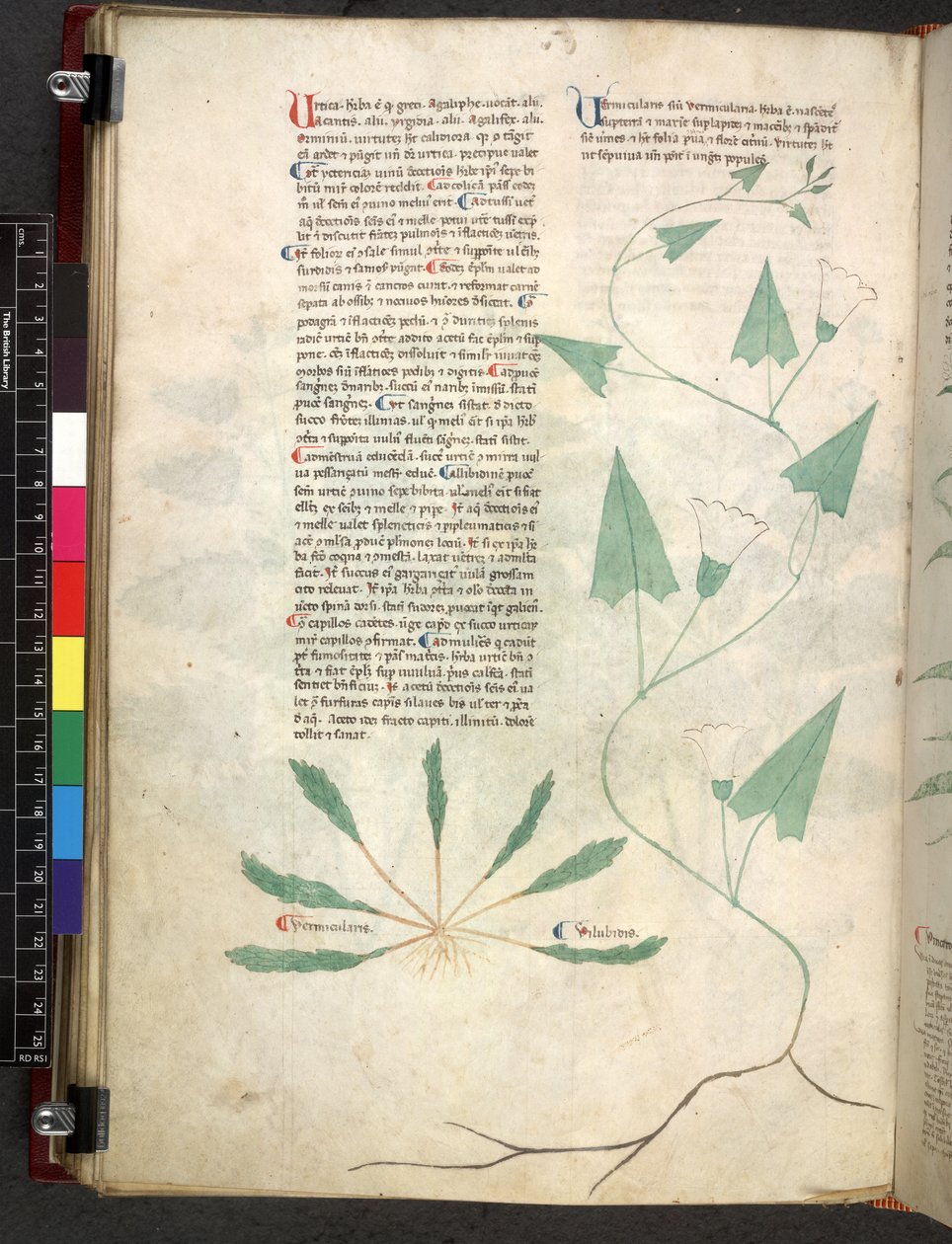 Egerton 747 Tractatus de herbis (Herbal) c.1280-1310 (tinta e cor em pergaminho) de School Italian