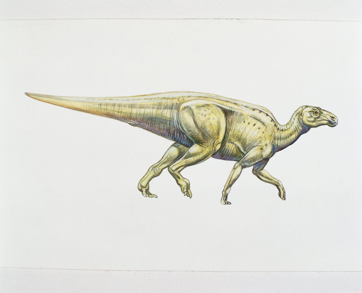 Hadrosaurido ou dinossauro de bico de pato (cor litho) de School Italian