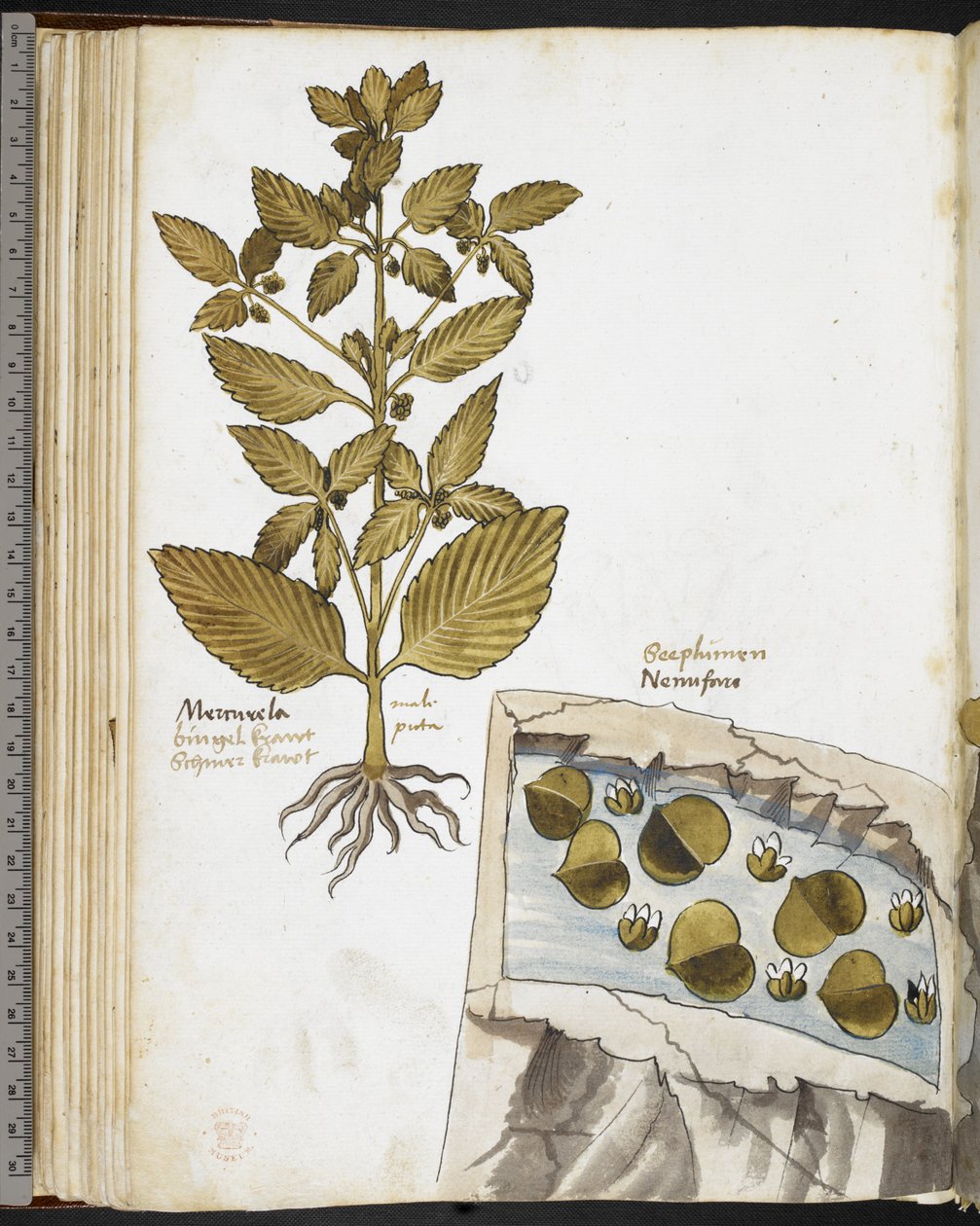 Harley MS 3736 f.58v Mandrágora, de 