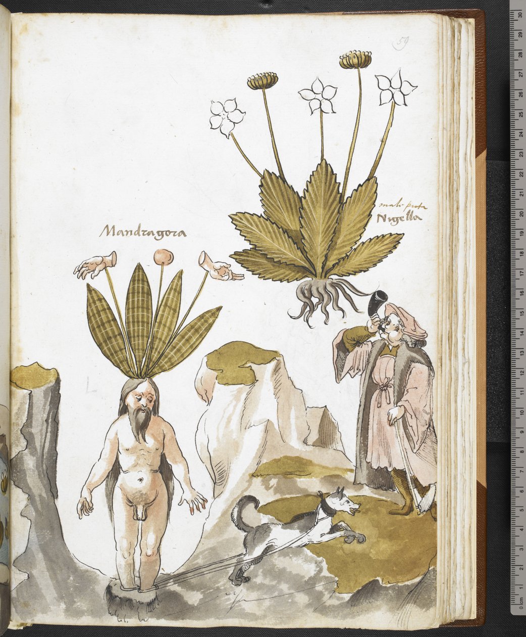 Harley MS 3736 f.59r Uma mandrágora a ser arrancada por um cão, de "Herbal com tratados sobre alimentos, venenos e remédios, e as propriedades das pedras" por Giovanni Cadamosto (tinta e cor sobre o velo) de School Italian