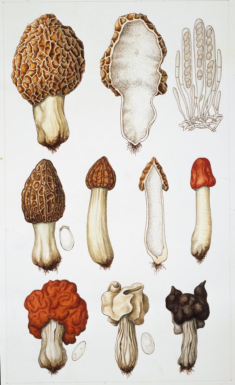Cogumelos (cor litho) de School Italian