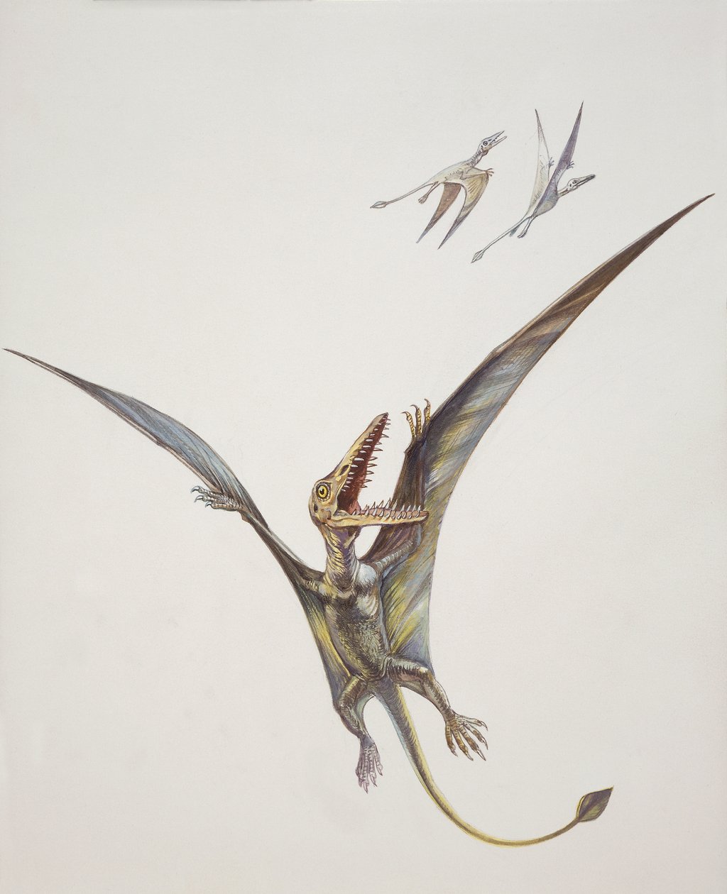 Rhamphorhynchoid, período Jurássico (cor litho) de School Italian