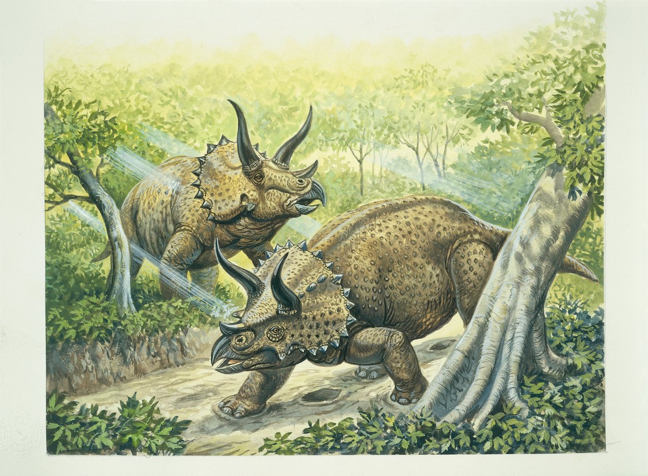 Triceratops horridus, período Cretáceo (cor litho) de School Italian