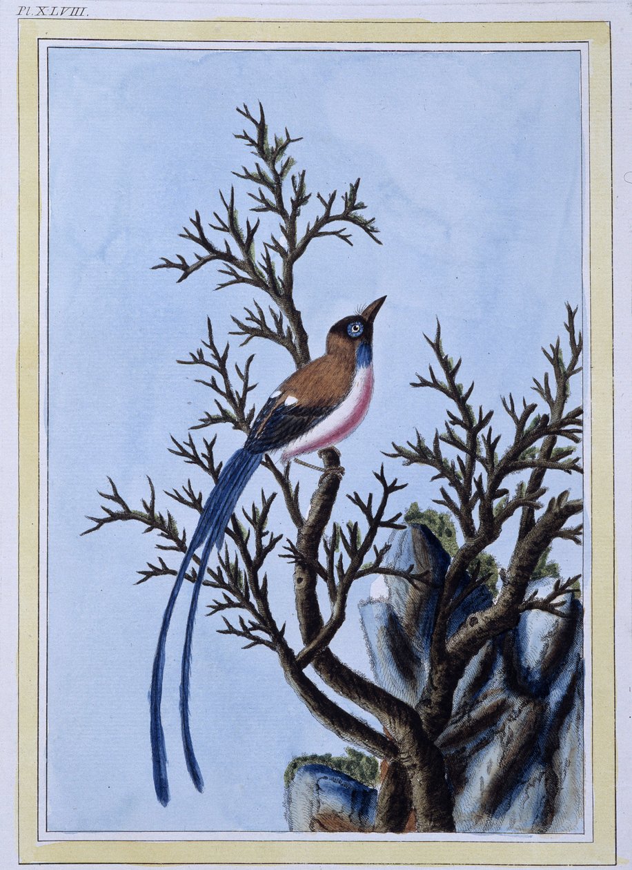 Bird - Impressão japonesa de Japanese School