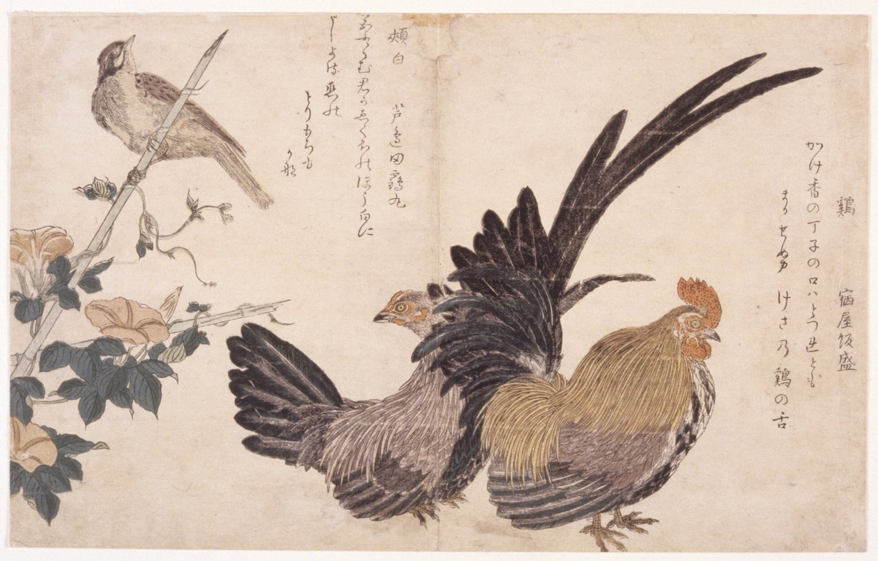 Galo, Galinha, e Pássaro de School Japanese