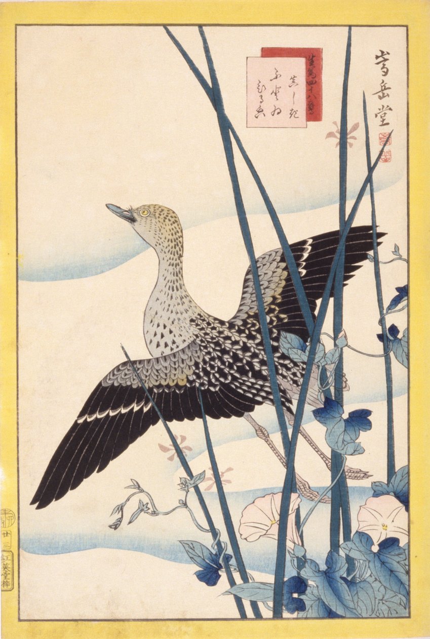 Pato selvagem de School Japanese