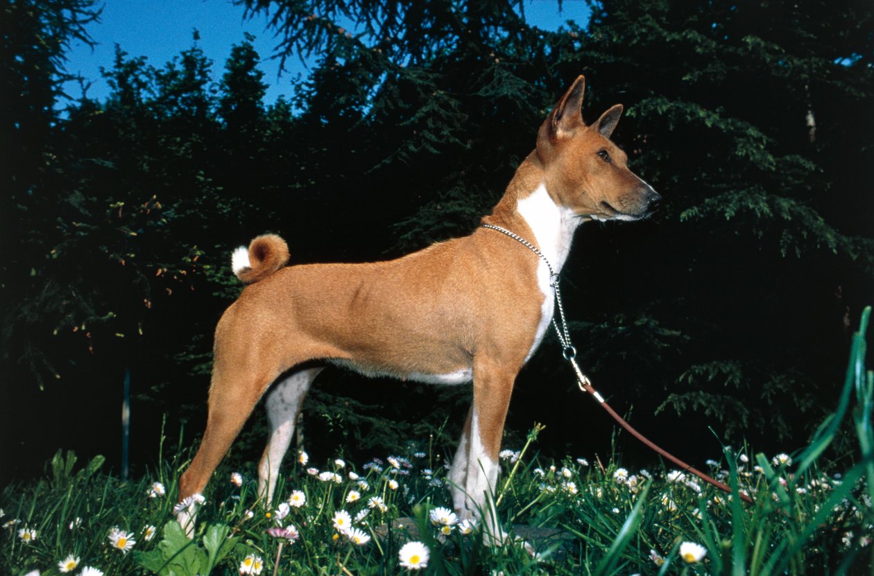 Cão Basenji (foto) de R. and Smith Simkin