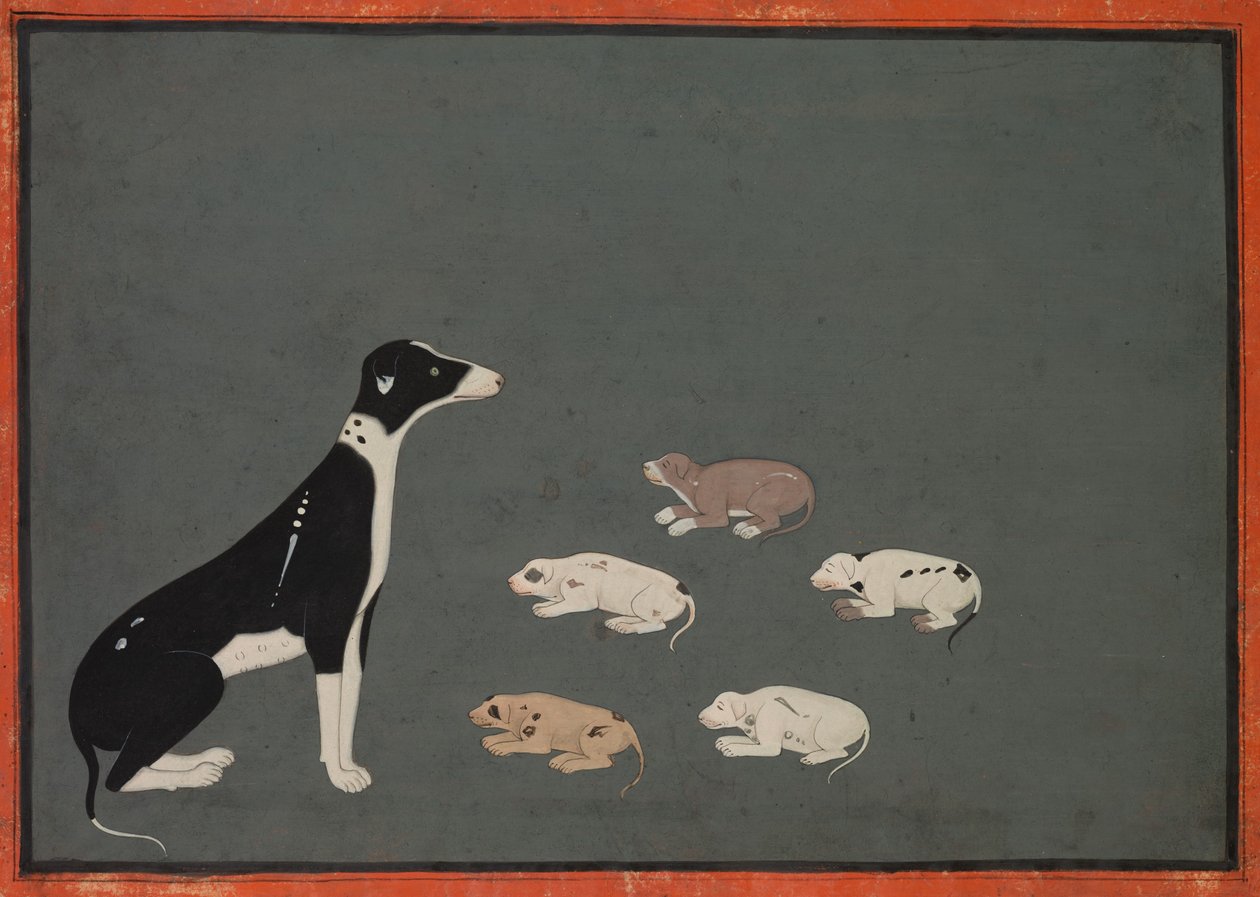 Cão com cachorros, c.1780 (tinta e aguarela opaca sobre papel) de School Mughal