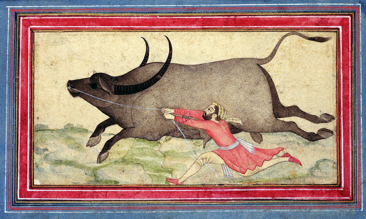 Runaway Buffalo, Johnson Album XIV, nº 11, verso, c.1700 (desenho colorido na folha do álbum) de School Mughal