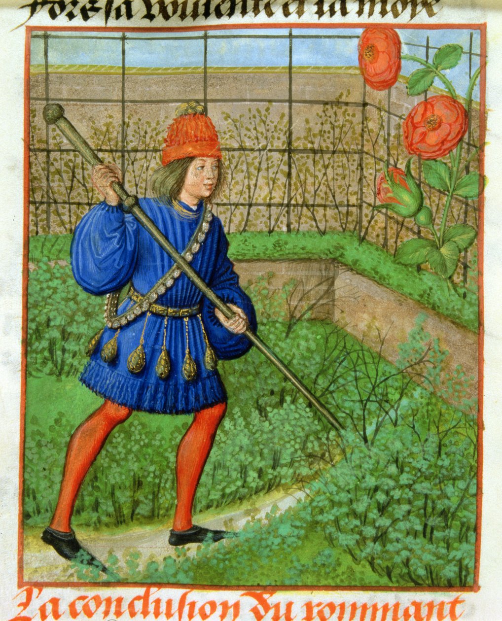 Harl 4425 f.184v O amante alcança a rosa, do 