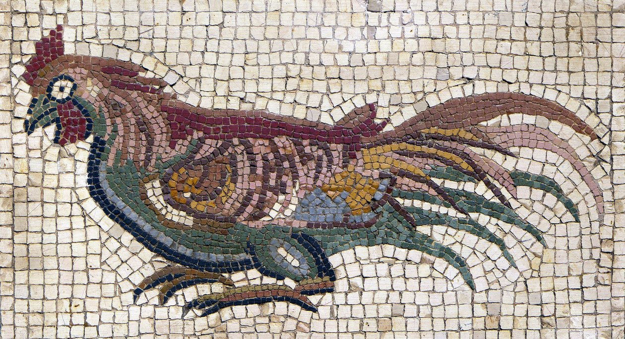 Galo multicolorido do chão de uma villa romana na Tunísia (mosaico) de School Roman
