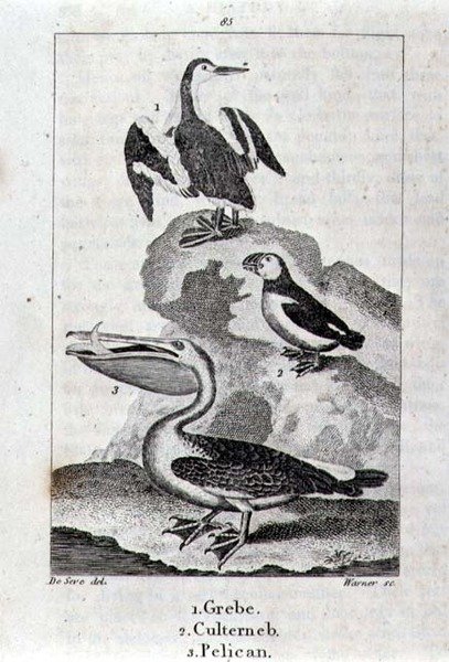 Grebe, Culterneb e Pelican de A History of the Earth and Animated Nature, Londres 1816 (gravação em chapa de cobre) de School Spanish