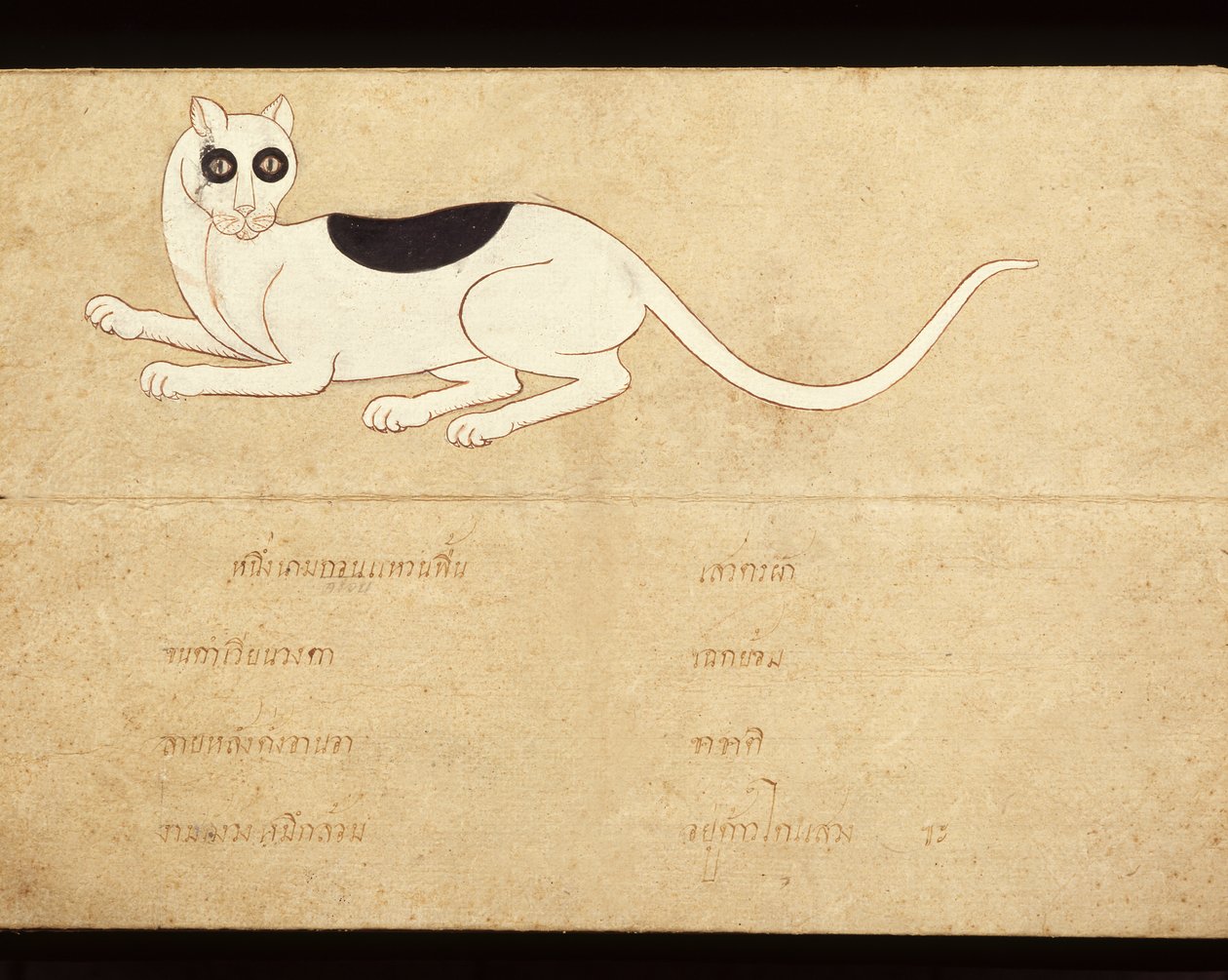Folha de um manuscrito sobre gatos siameses, início do século XX (aguarela sobre papel) de School Thai