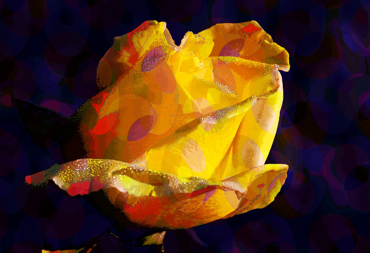 Rosa amarela (digital) de Scott J. Davis