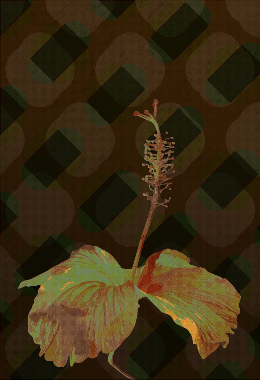 Hibisco, 2 2019 de Scott J. Davis