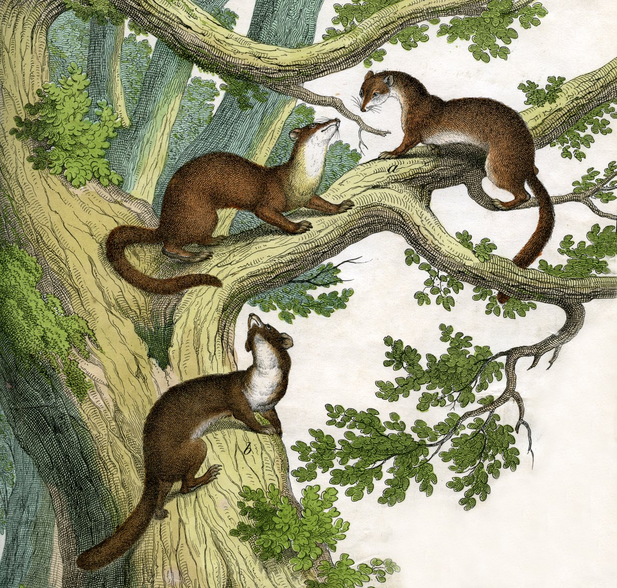 Antique Print of Three Martens de Scottish School
