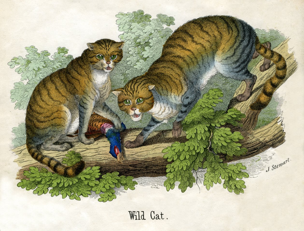 Antique Print of Two Bobcats de Scottish School