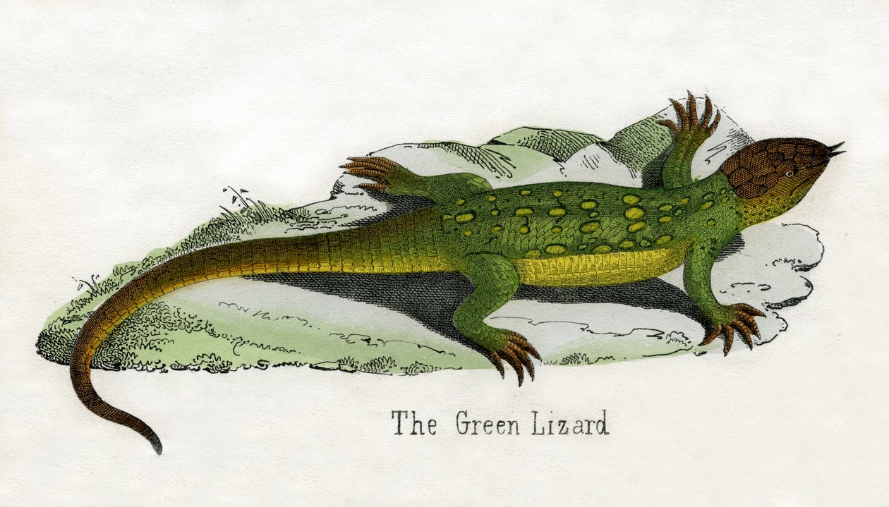 Antique Print of a European Green Lizard (Impressão Antiga de um Lagarto Verde Europeu) de Scottish School