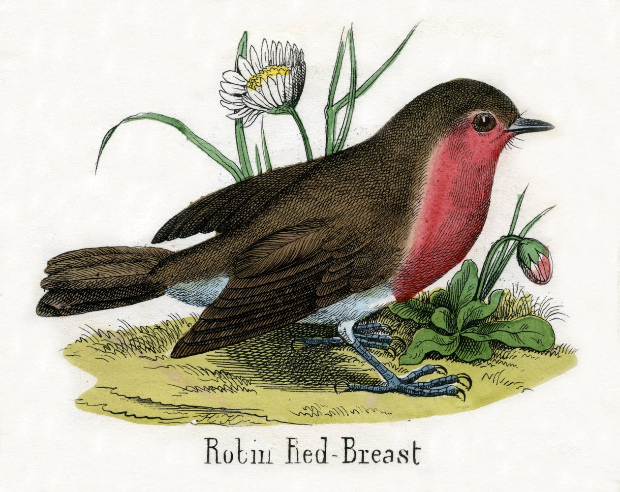 Impressão Antiga de um Robin Europeu de Scottish School
