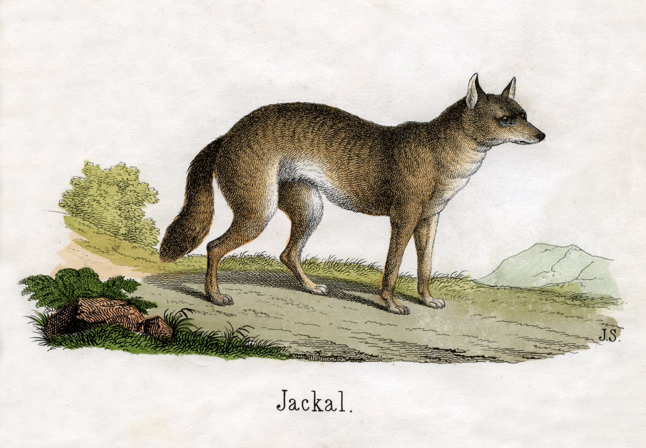 Impressão Antiga de um Chacal de Scottish School