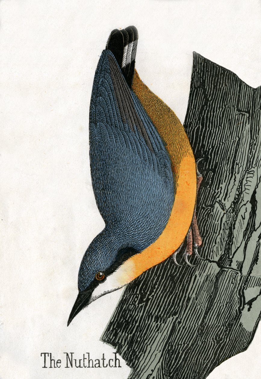 Impressão Antiga de um Nuthatch de Scottish School