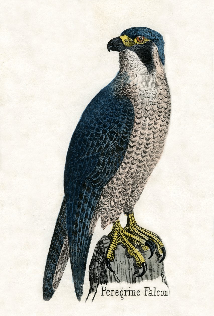 Impressão Antiga de um Falcão Peregrino de Scottish School