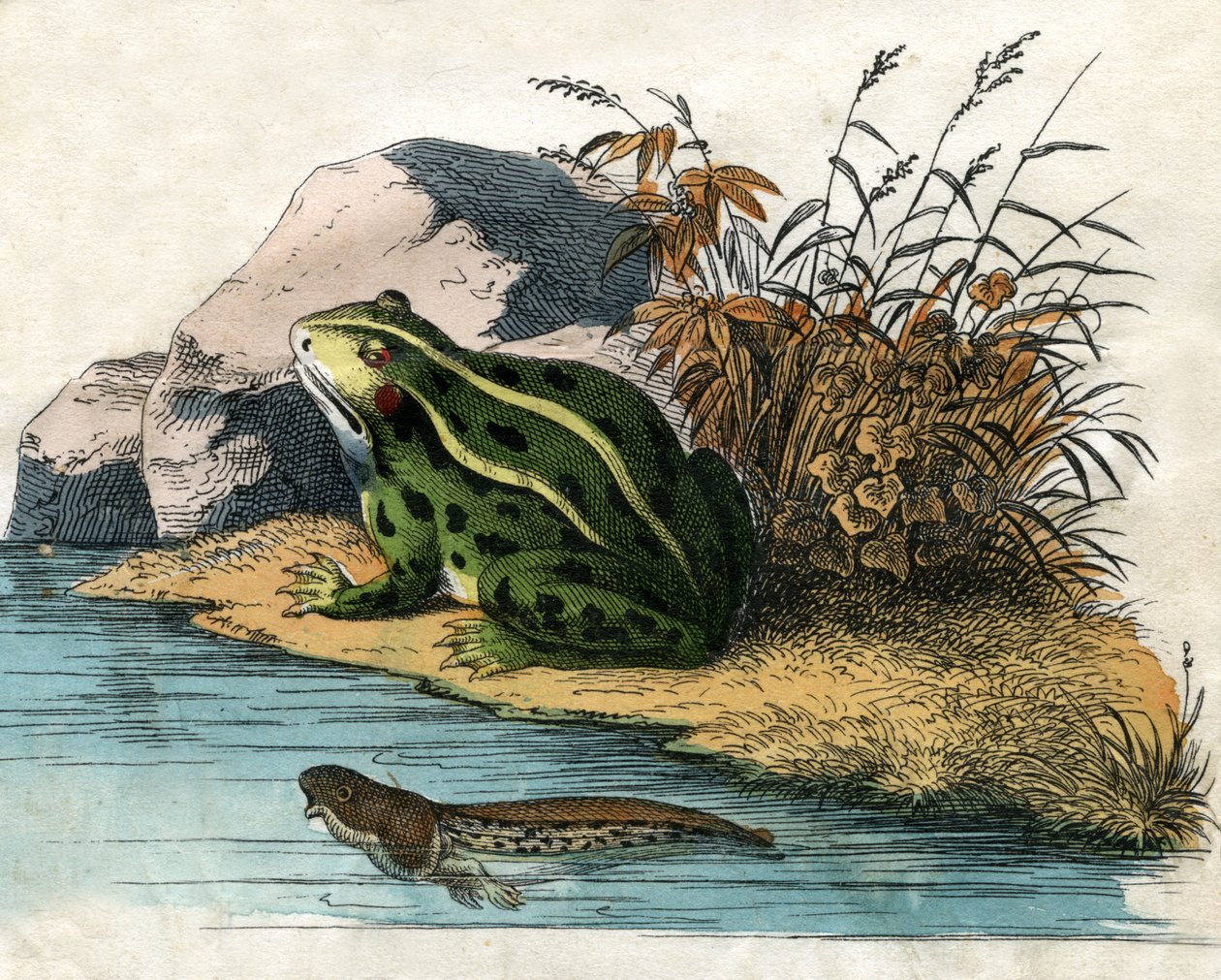 Impressão antiga de um sapo e girino de piscina de Scottish School