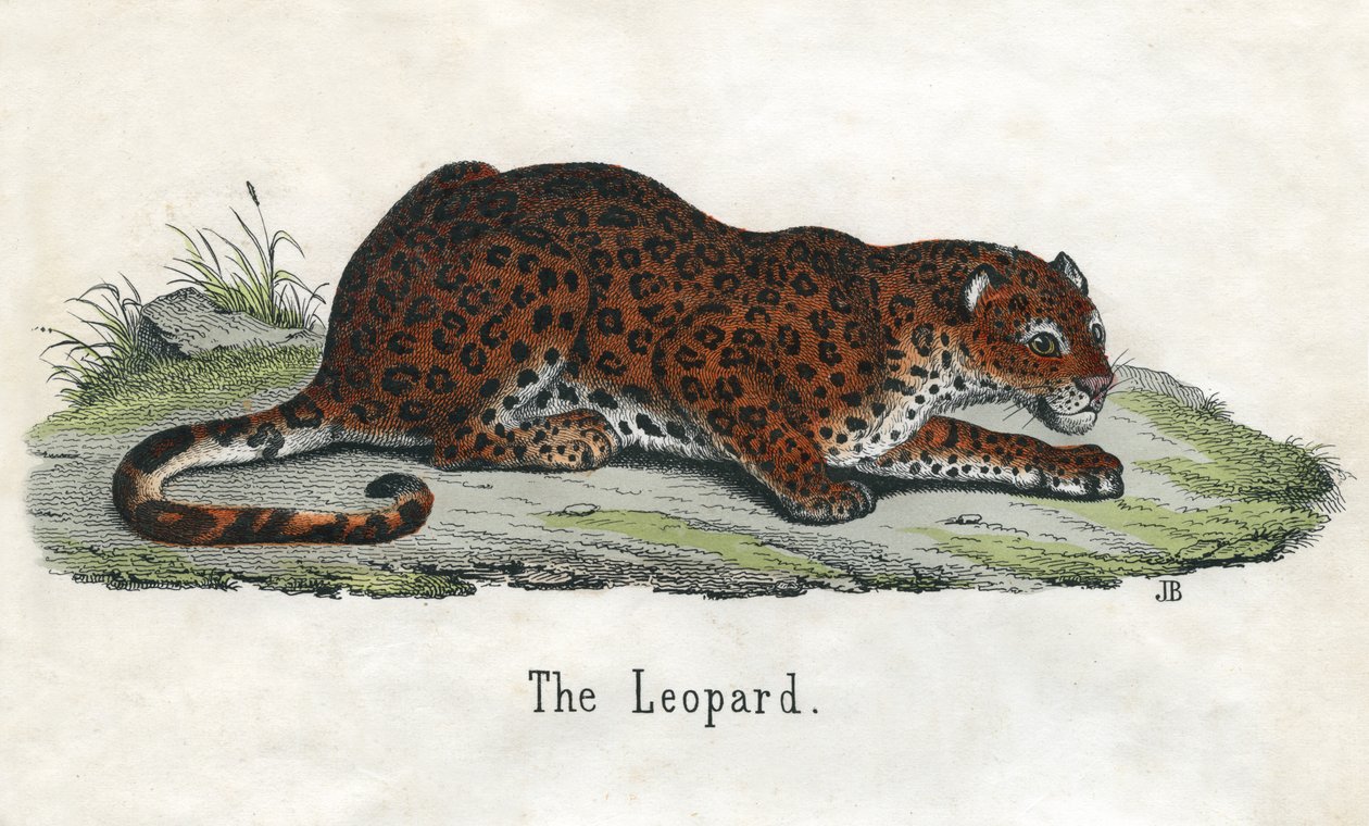 Impressão Antiga de um Leopardo Africano de Scottish School