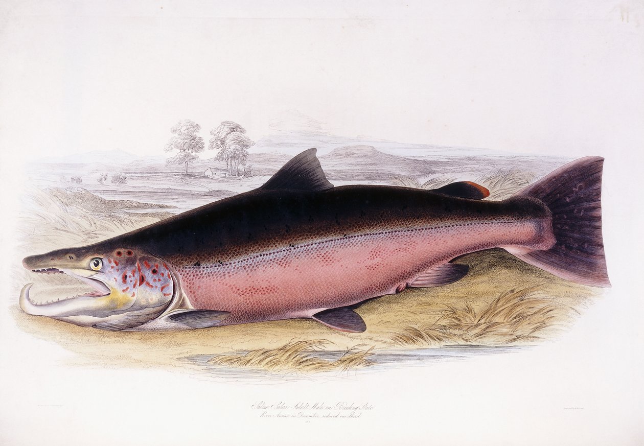 Salmo Salar de Scottish School