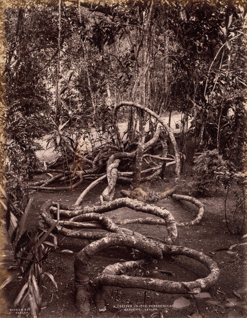 Uma trepadeira nos Jardins Peradeniya, Ceilão, c. 1880 de Scowen and Co.