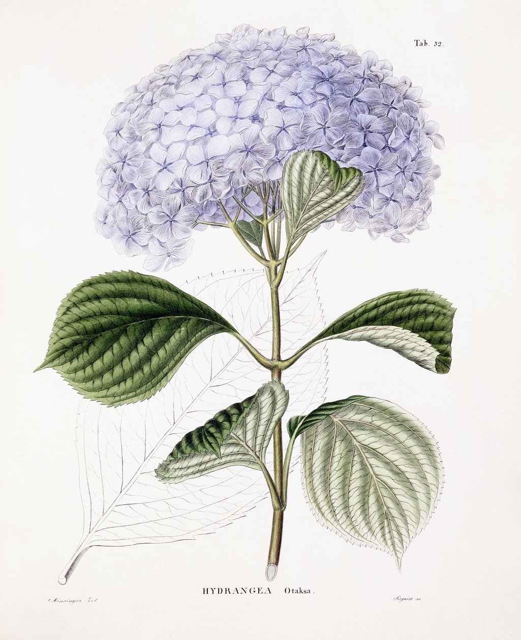 Hortênsia Ottaksa, c.1835-70 de Sebastian Minsinger