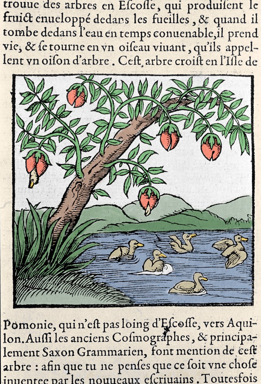 Representação de aves nascidas em árvores Xilografia tirada da "Cosmografia Universal" de Sebastien Munster. Bale de Sebastian Munster