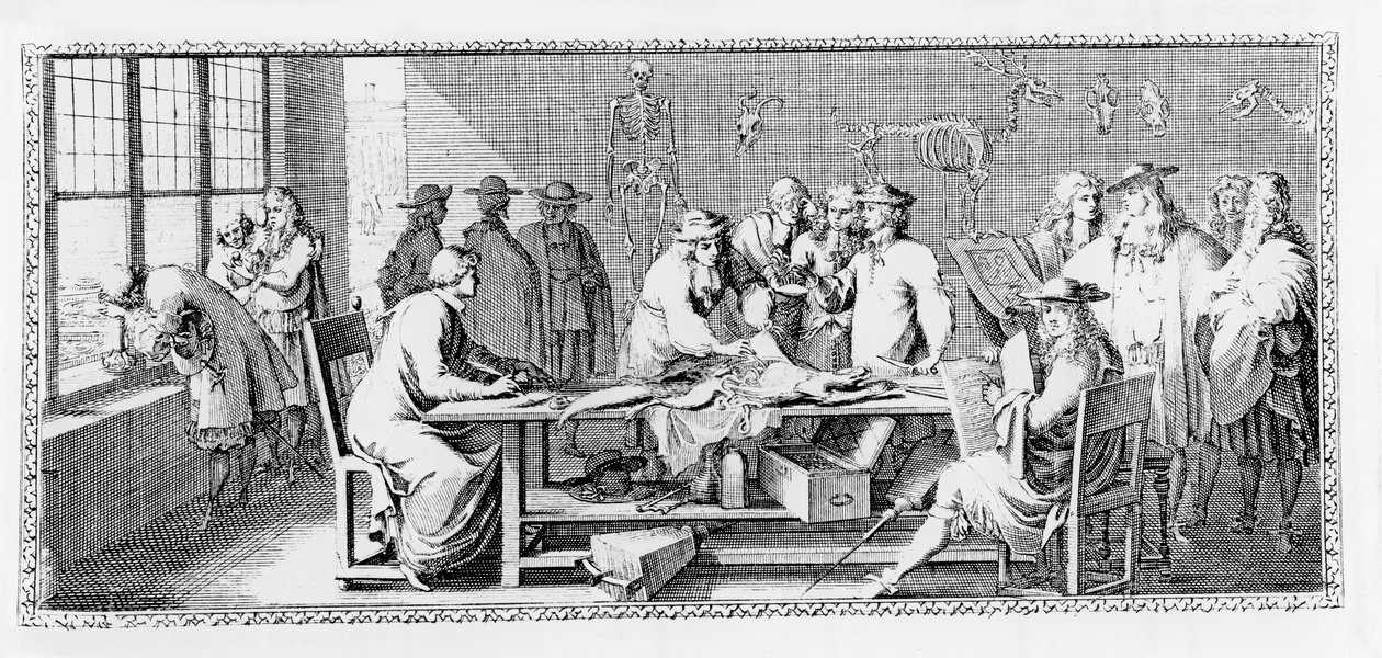 A lição de anatomia, (dissecação no jardim de plantas) de &39;The Cleric Jomberd&39; 1168 de Sebastien I Le Clerc