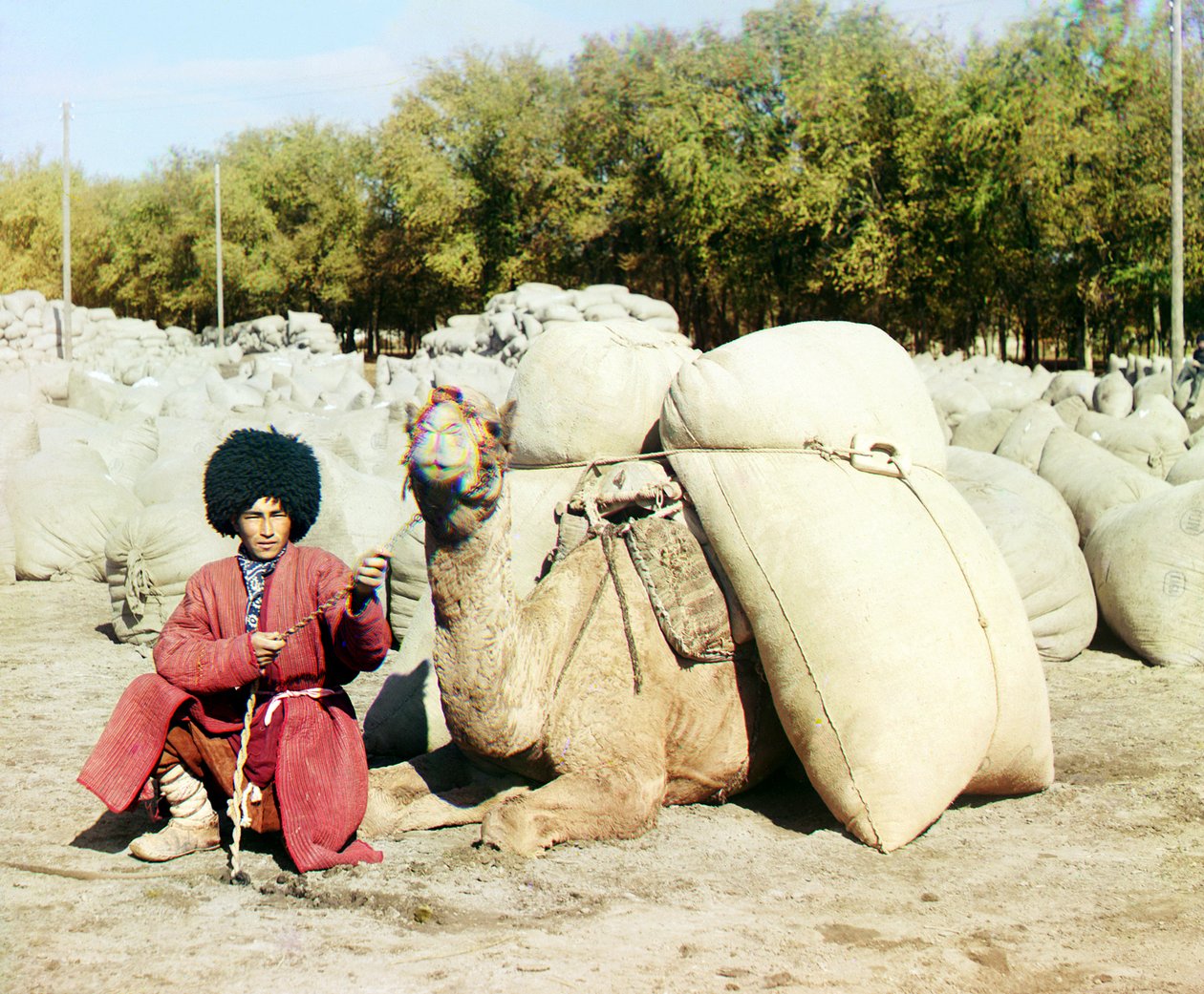 Turkmen homem posando com camelo carregado com sacos de algodão, Ásia Central, Império Russo, entre 1905 e 1915 de Sergey Prokudin Gorsky