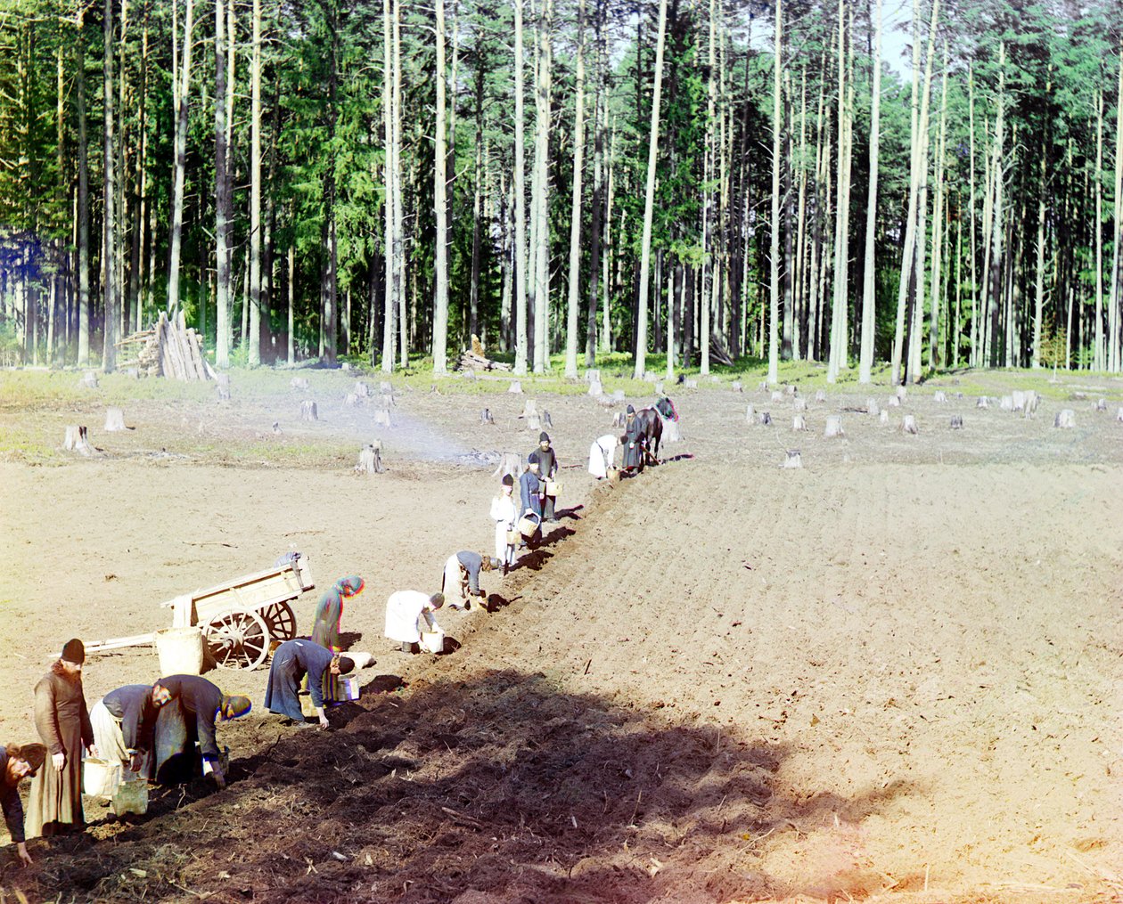 Monges, plantar batatas, perto, a, gethsemane, mosteiro, volga, rio, império russo, 1910 de Sergey Prokudin Gorsky