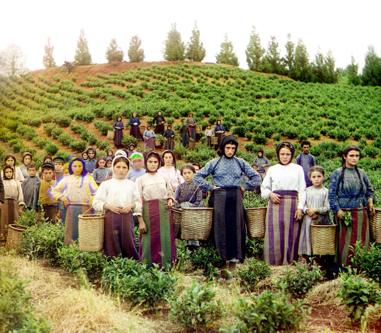 Um grupo de jovens mulheres gregas e crianças colhendo chá, Chakva, Império Russo, entre 1905 e 1915 de Sergey Prokudin Gorsky
